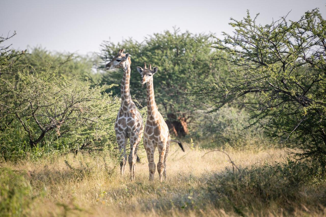 Frans Indongo Lodge Otjiwarongo Zewnętrze zdjęcie
