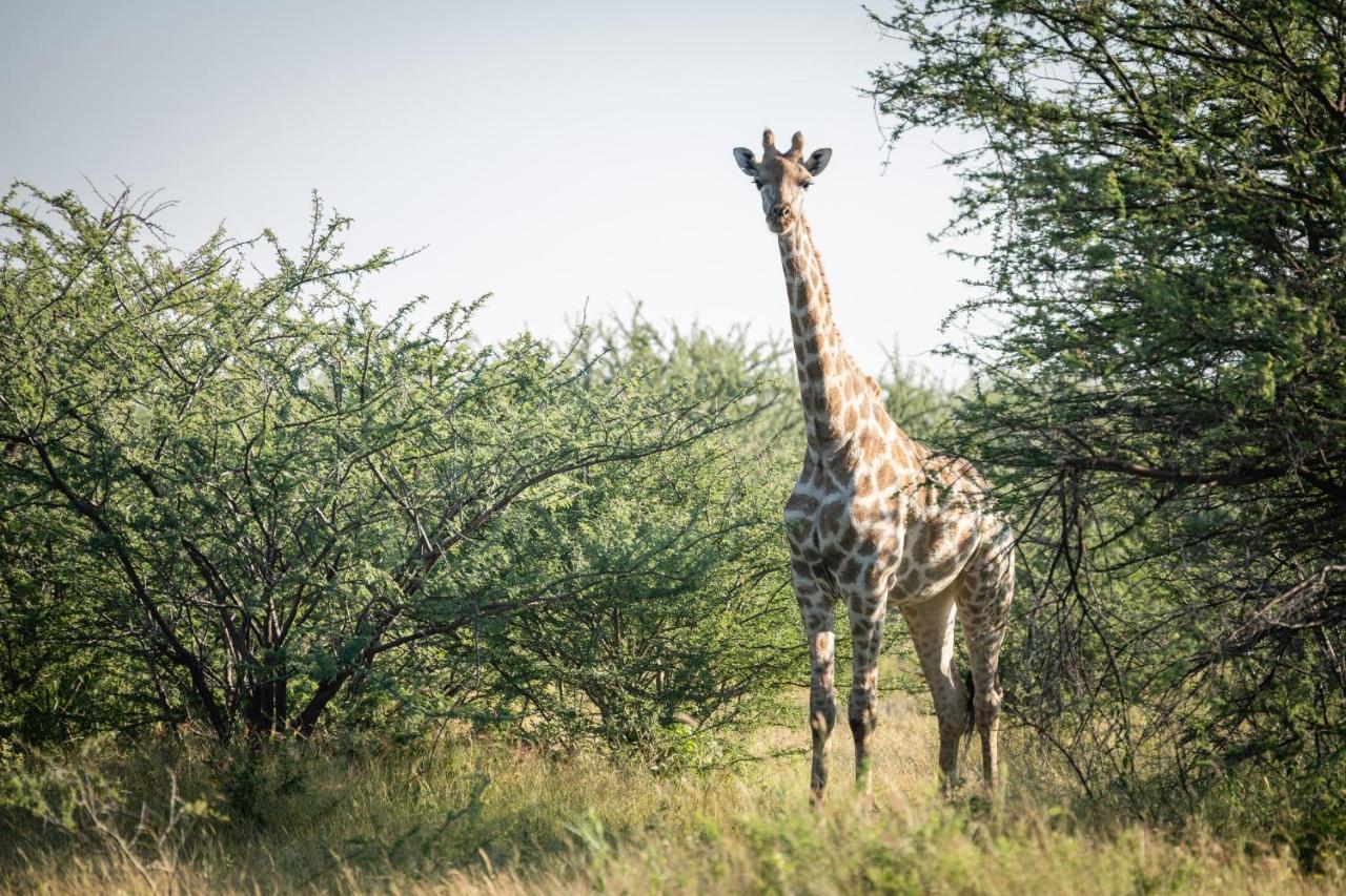 Frans Indongo Lodge Otjiwarongo Zewnętrze zdjęcie
