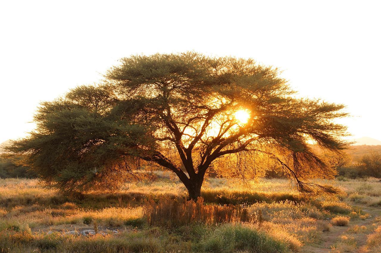 Frans Indongo Lodge Otjiwarongo Zewnętrze zdjęcie