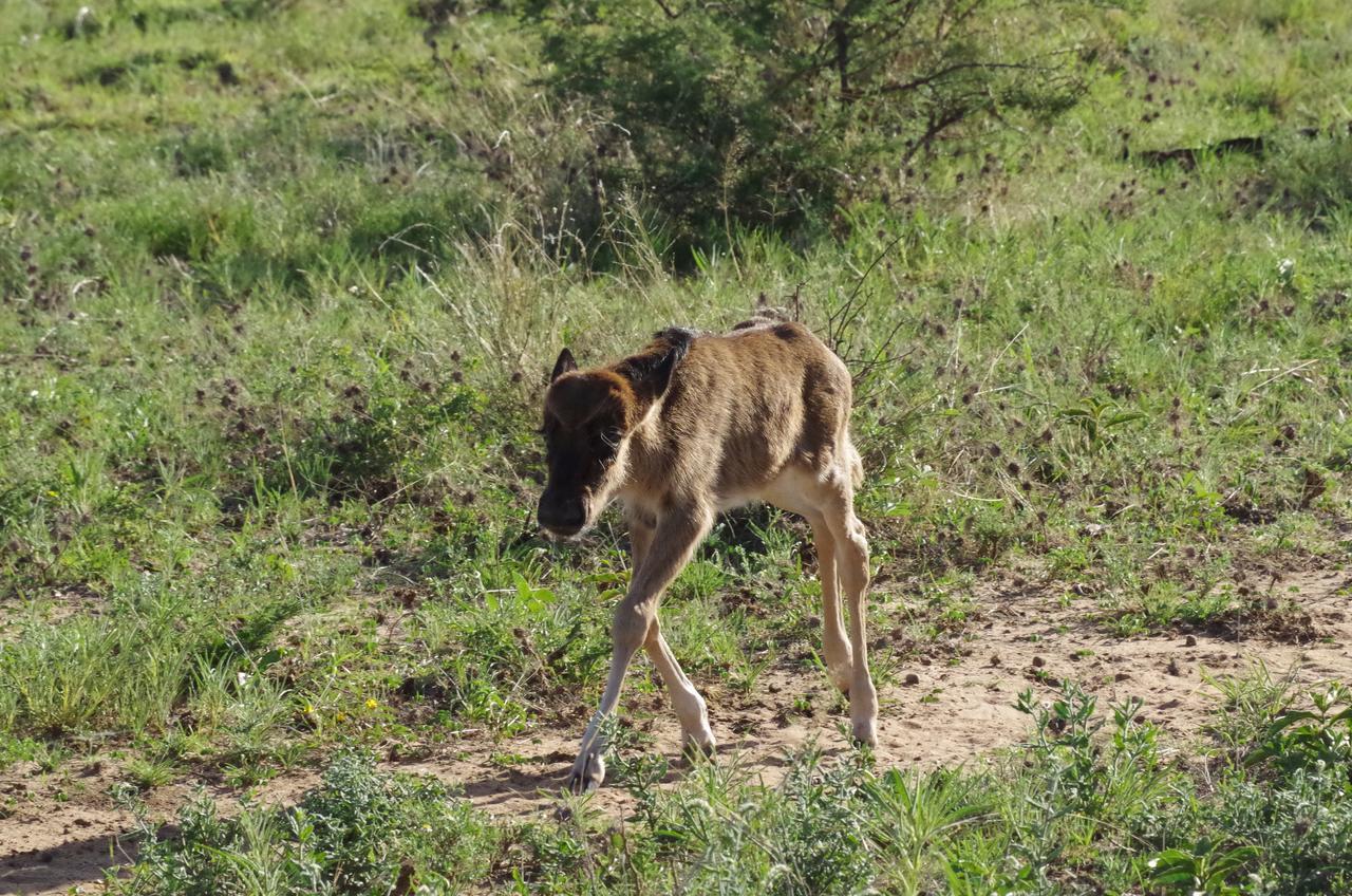 Frans Indongo Lodge Otjiwarongo Zewnętrze zdjęcie