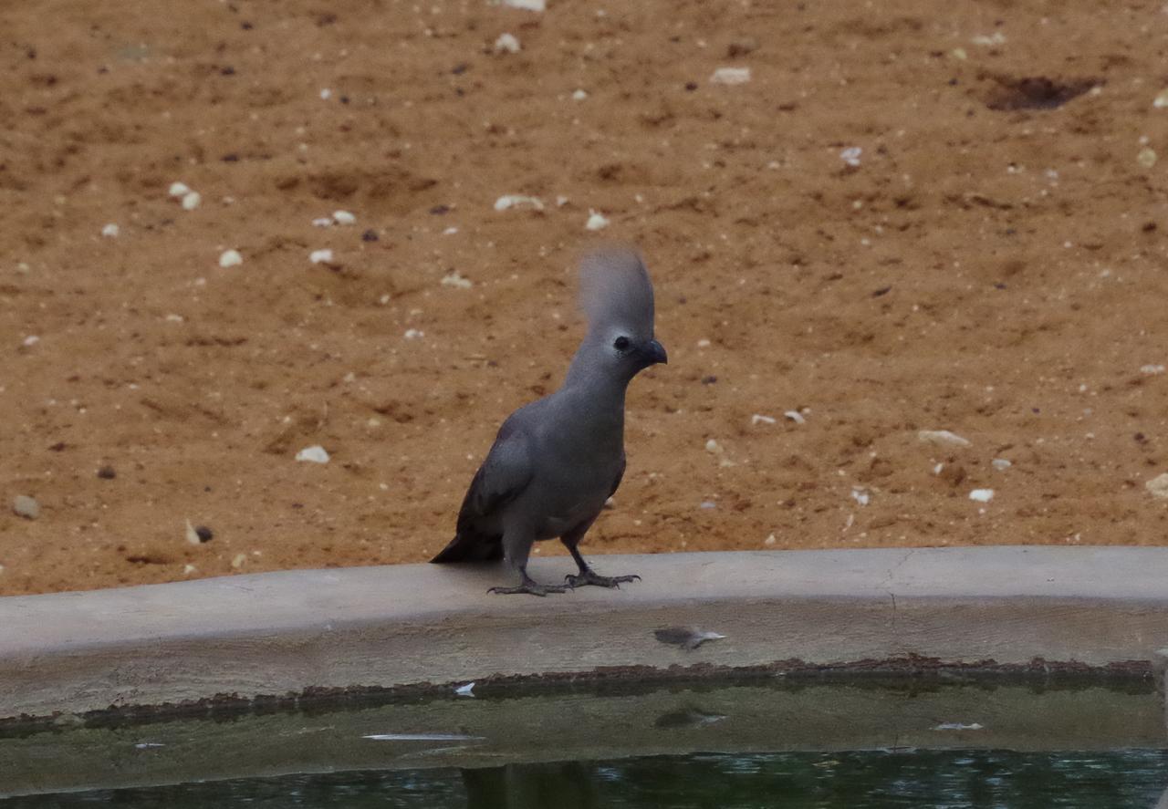 Frans Indongo Lodge Otjiwarongo Zewnętrze zdjęcie