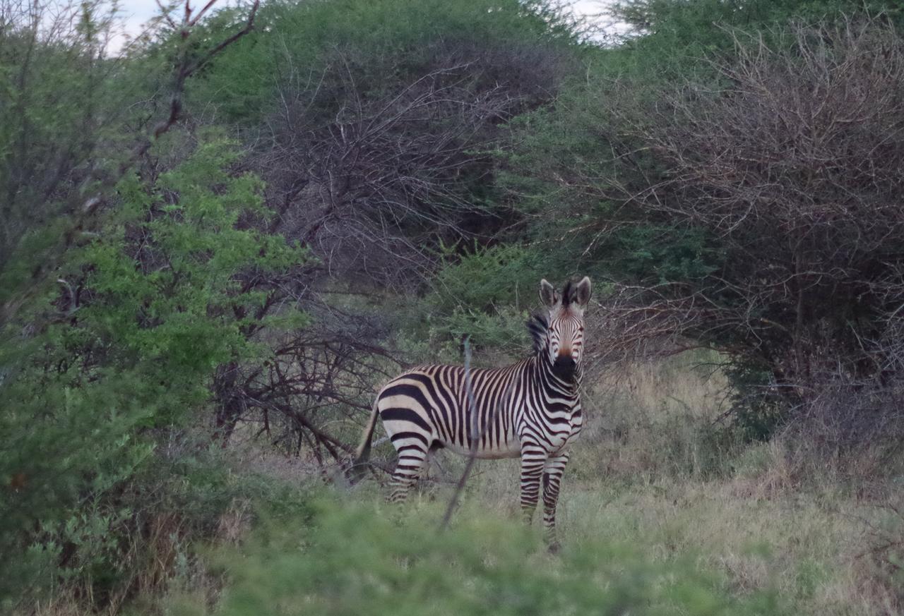 Frans Indongo Lodge Otjiwarongo Zewnętrze zdjęcie