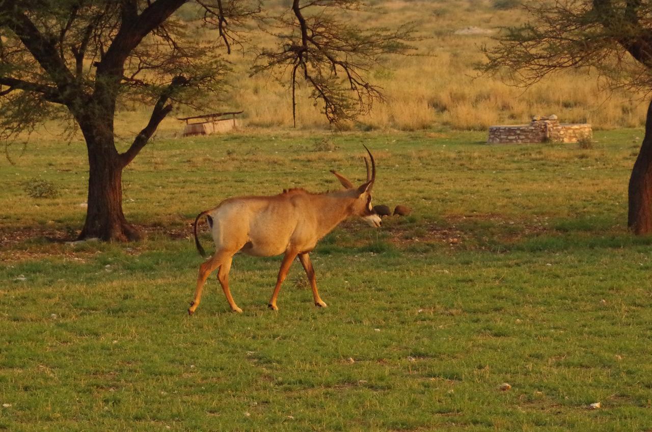 Frans Indongo Lodge Otjiwarongo Zewnętrze zdjęcie