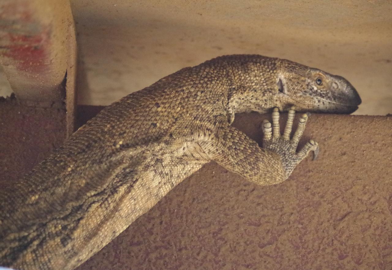 Frans Indongo Lodge Otjiwarongo Zewnętrze zdjęcie