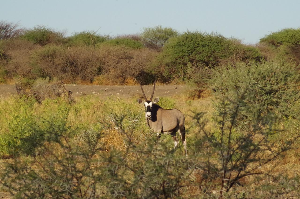 Frans Indongo Lodge Otjiwarongo Zewnętrze zdjęcie